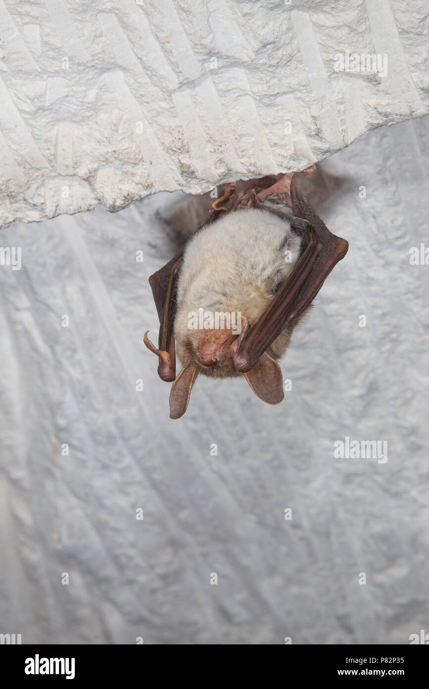 Vale vleermuizen in winterslaap, Greater Mouse Eared Bat in hibernation Stock Photo Alamy