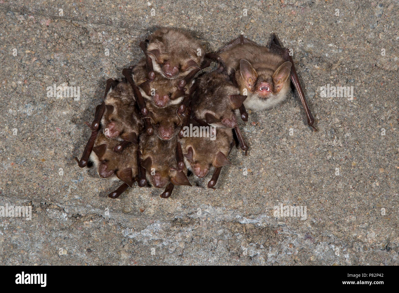 Vale vleermuizen in winterslaap, Greater Mouse Eared Bats in hibernation Stock Photo