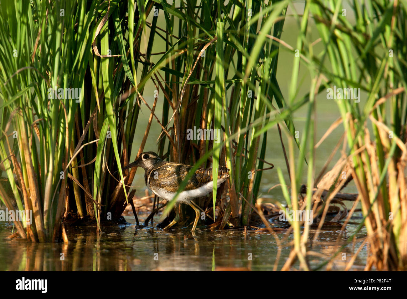 Greater Painted Snipe in the Gambia Stock Photo