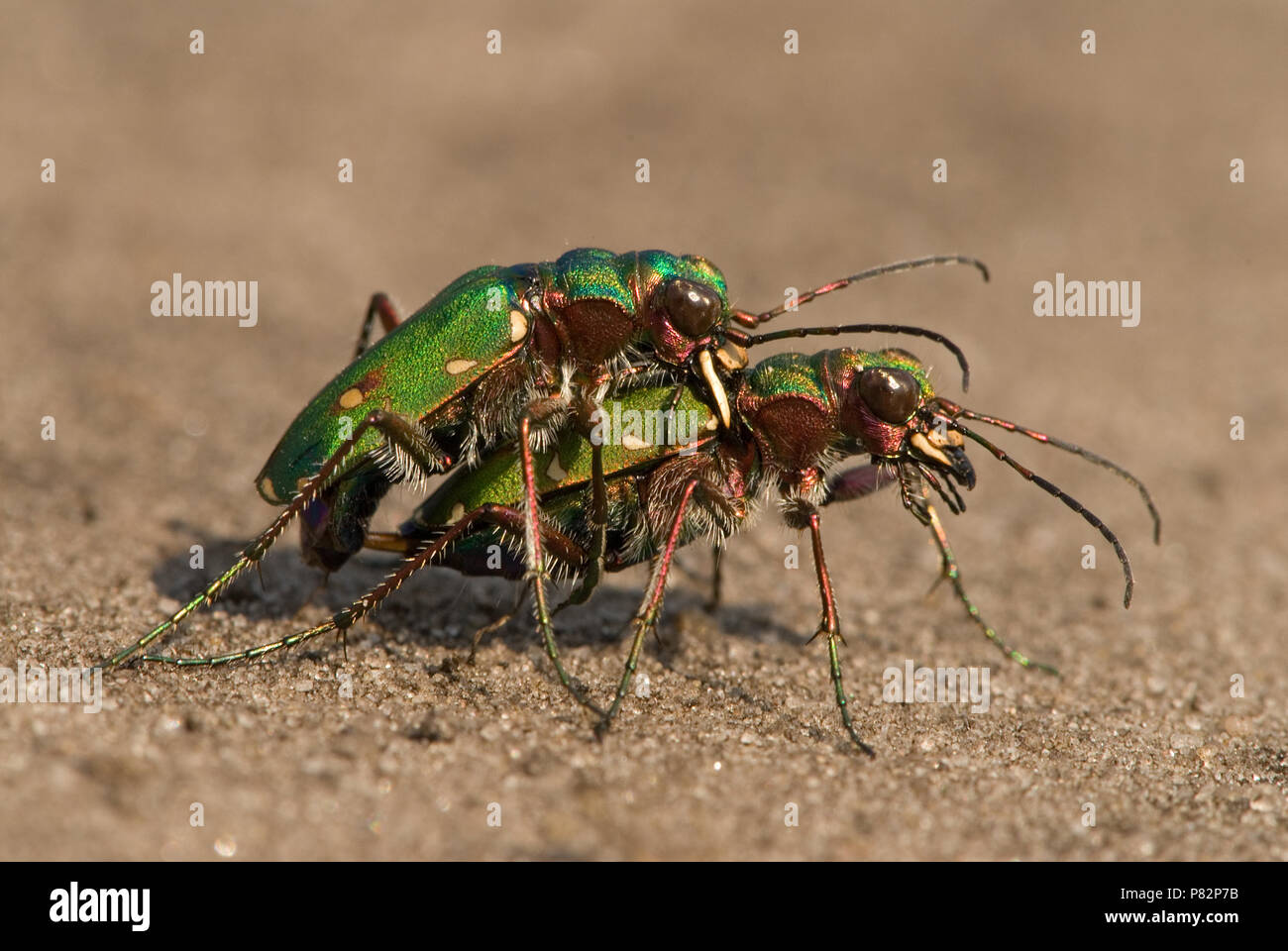 Green Tiger beetle pair mating Stock Photo