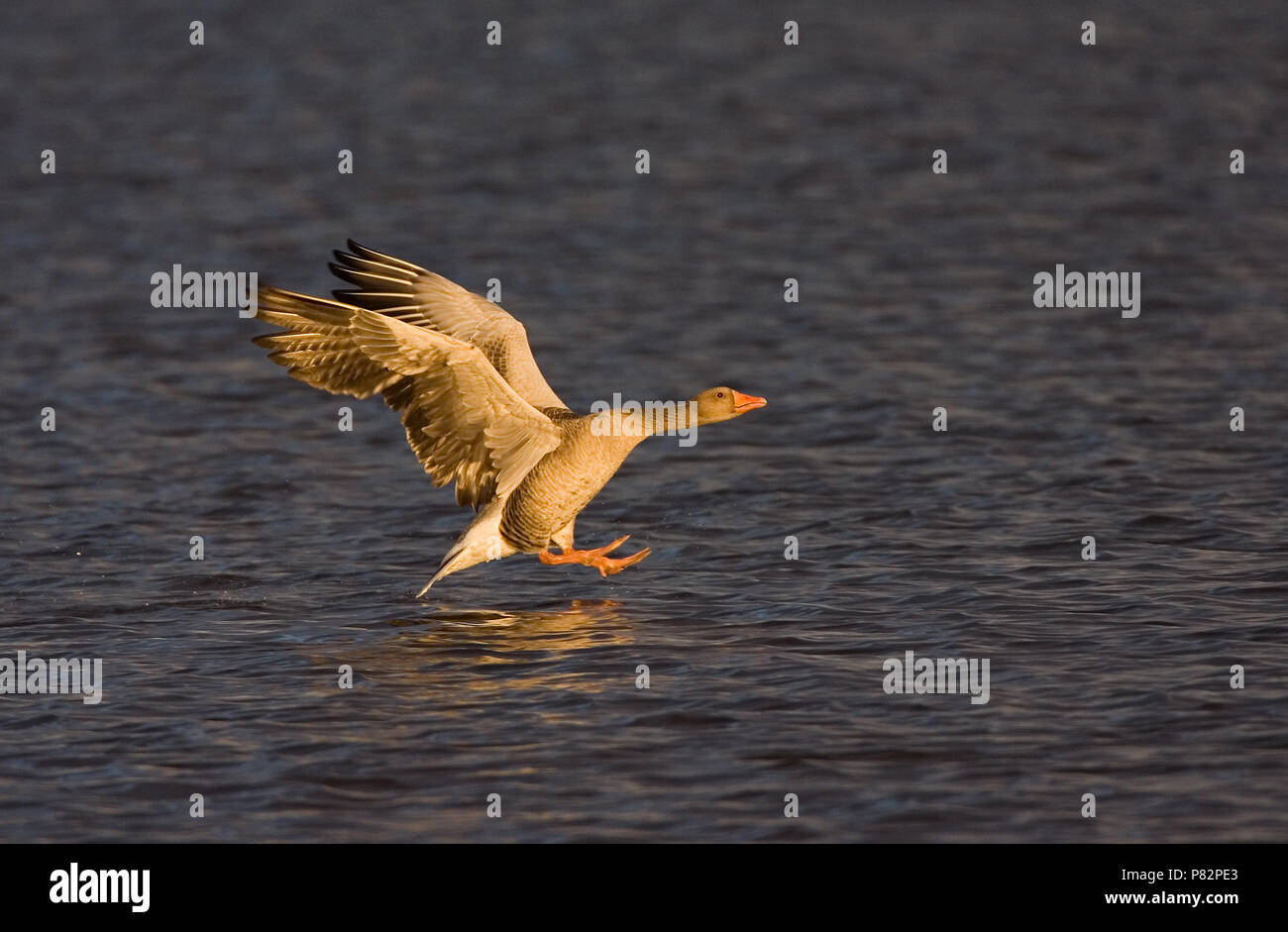 Greylag Goose flying in morning light; Grauwe Gans vliegend in ochtendlicht Stock Photo