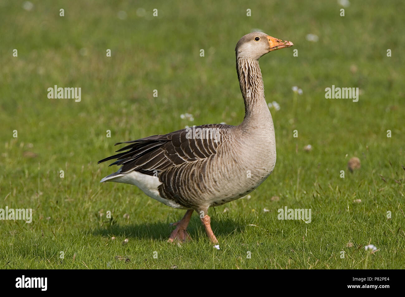 Greylag Goose standing on grass; Grauwe Gans staand op gras Stock Photo