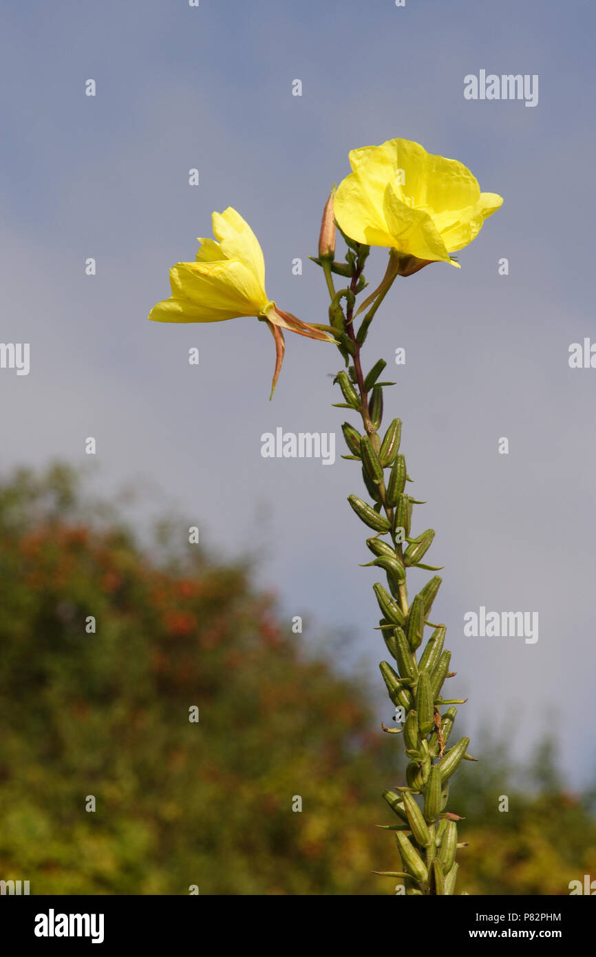 Grote teunisbloem; Large Flowered Evening- Primrose Stock Photo