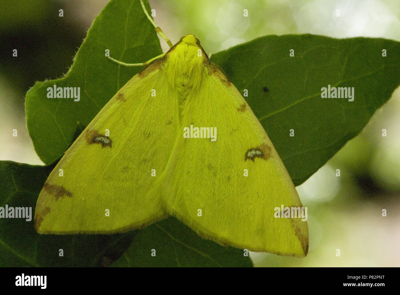 Brimstone moth on leaf Luxemburg, Hagedoornvlinder op blad Luxemburg Stock Photo