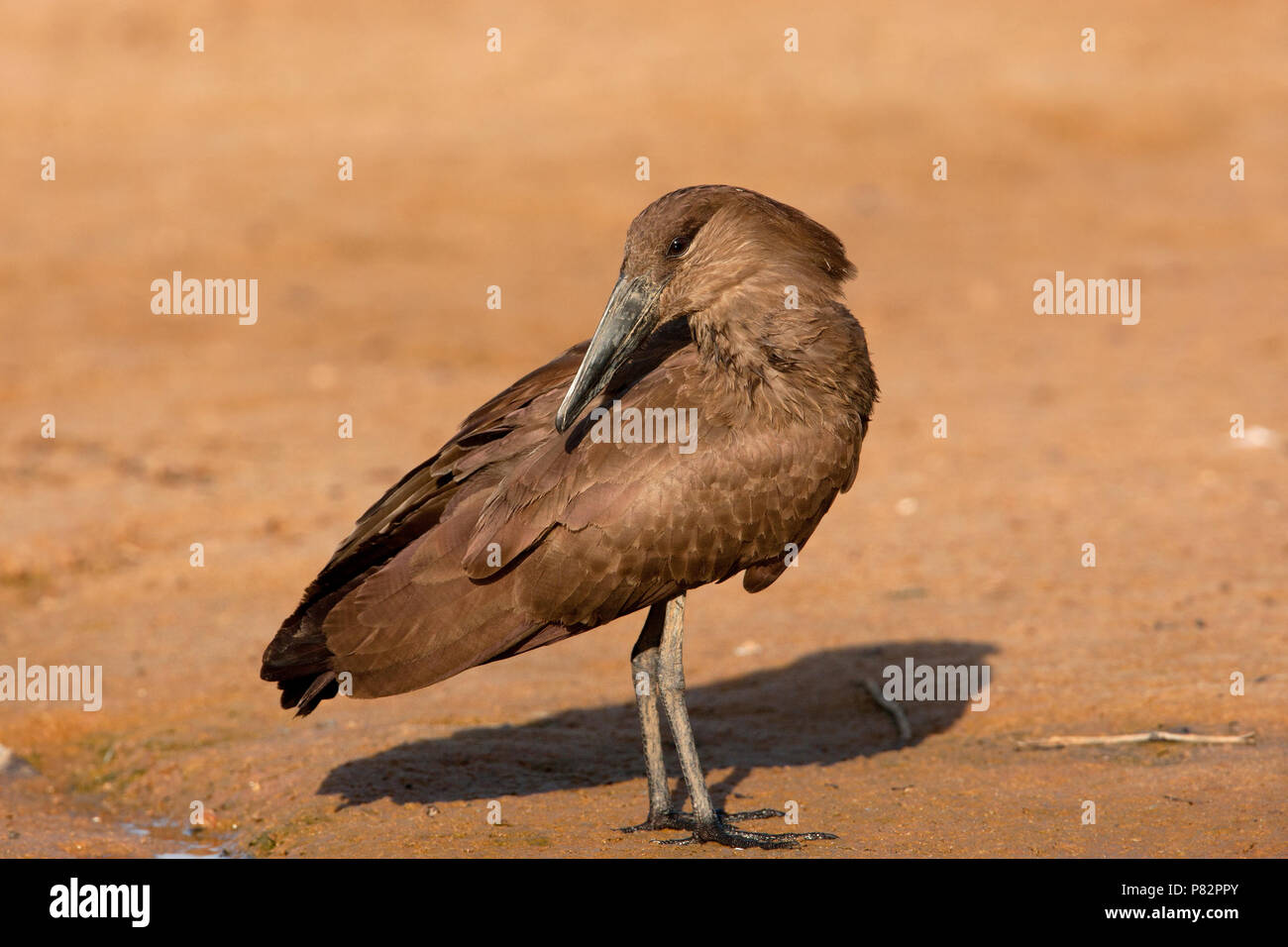 Hamerkop Stock Photo