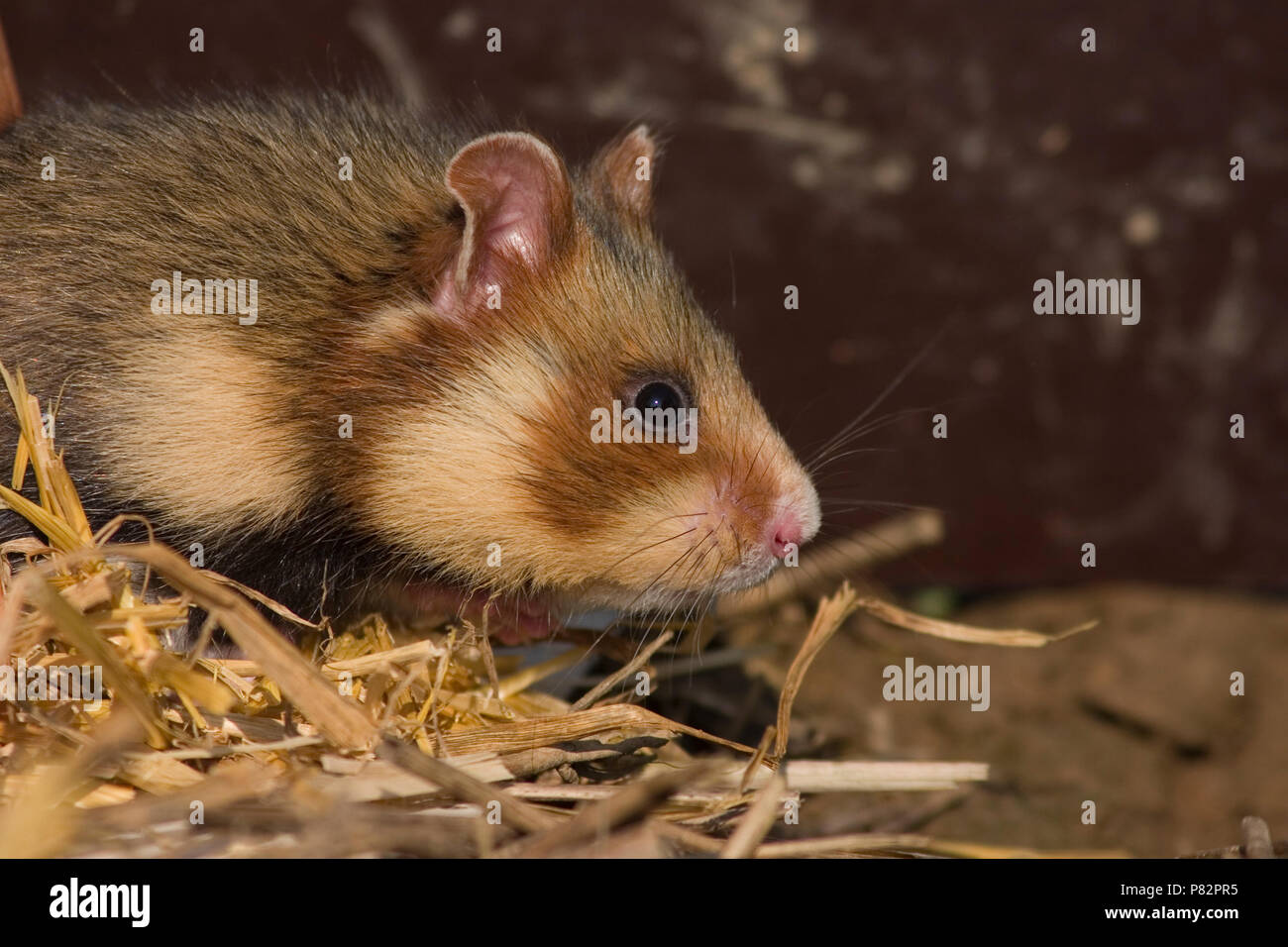 Europese Hamster close up; European Hamster close up Stock Photo