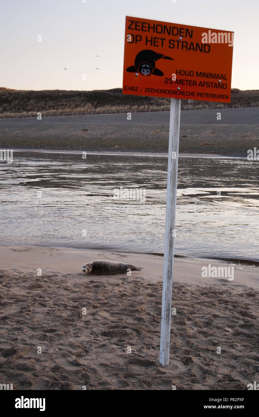 Gewone zeehond op strand; Harbour Seal on beach Stock Photo