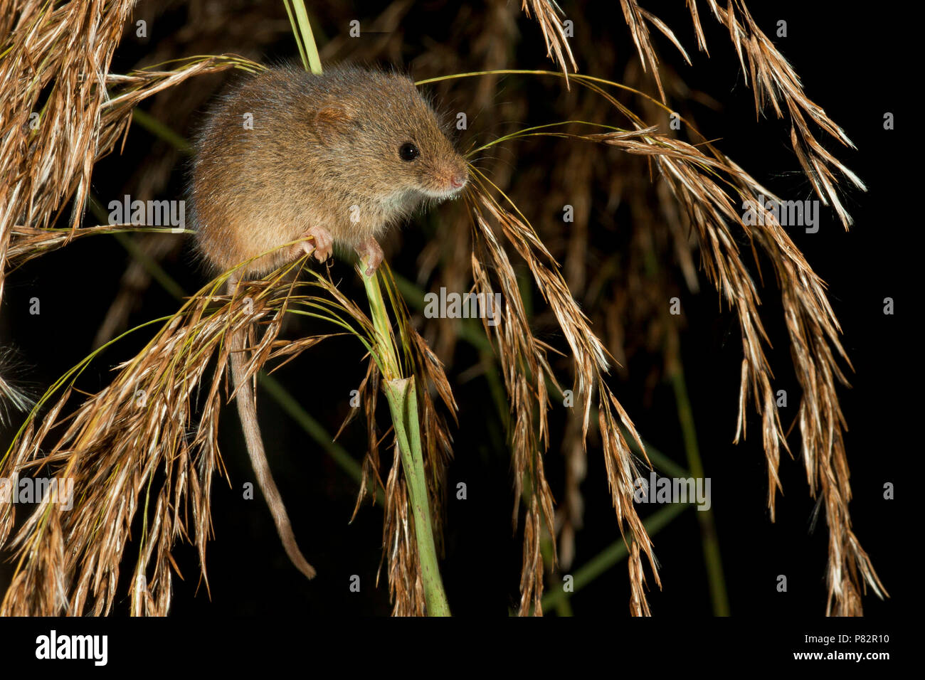Foeragerende Dwergmuis; Foraging Harvest Mouse Stock Photo