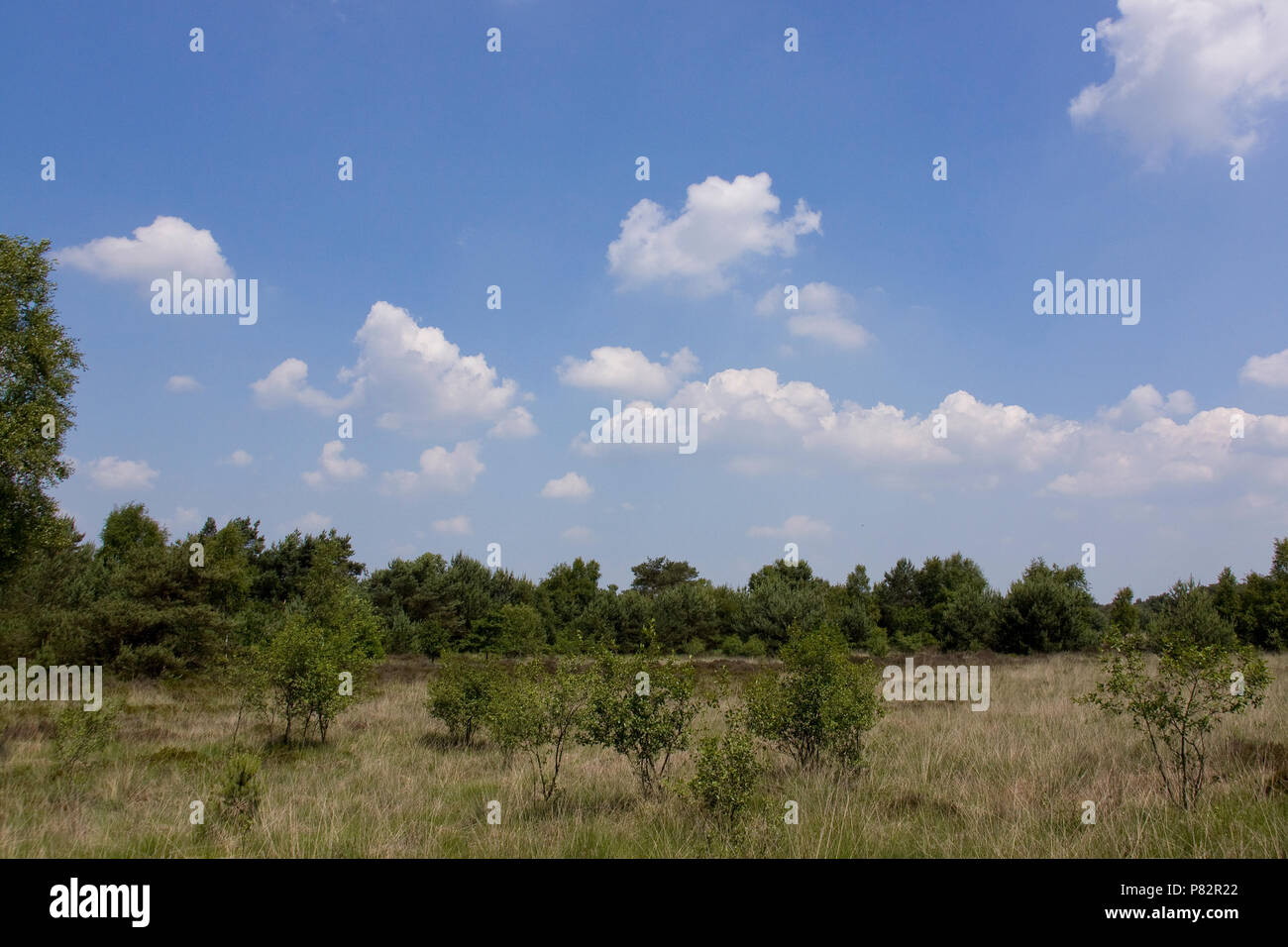 Open bos met heide te Havelte; Open forest and heath at Havelte Stock Photo