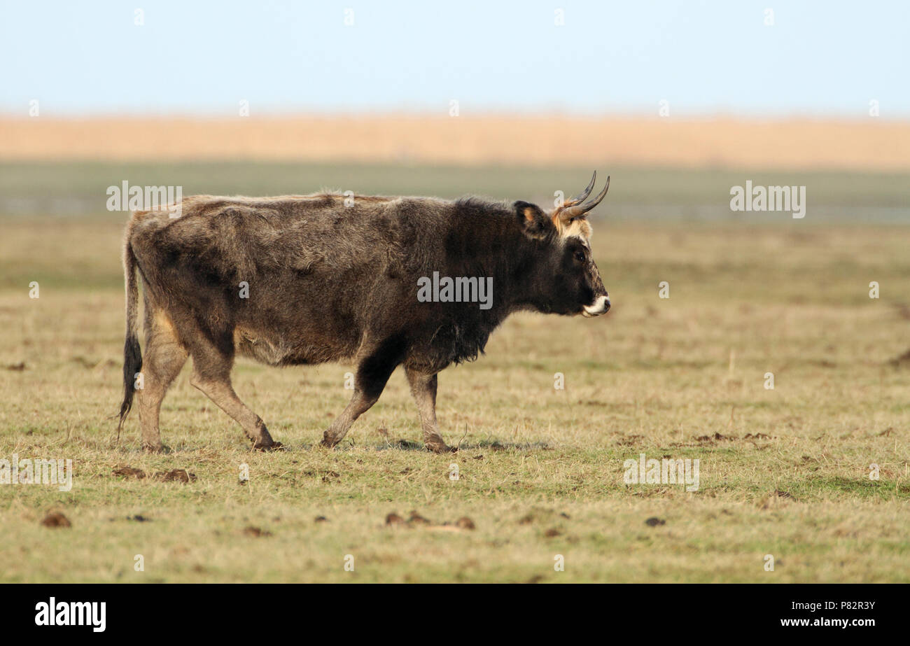 Heckrund, Heck cattle Stock Photo