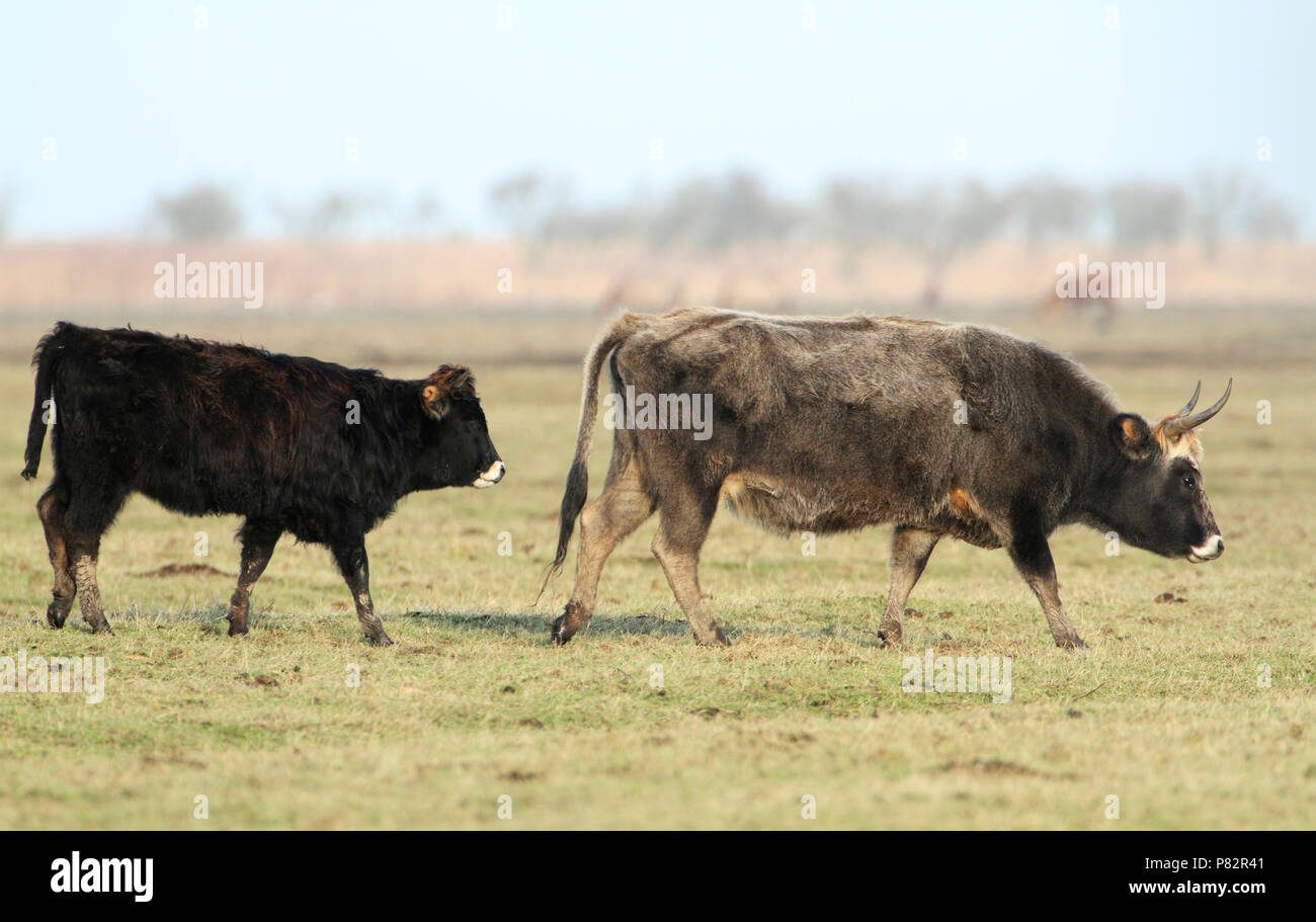 Heckrund, Heck cattle, Bos domesticus Stock Photo