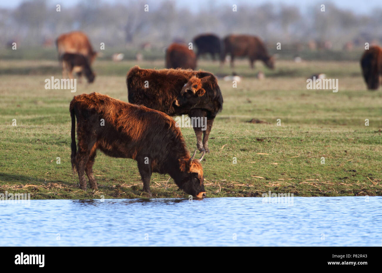 Heckrund, Heck cattle, Bos domesticus Stock Photo