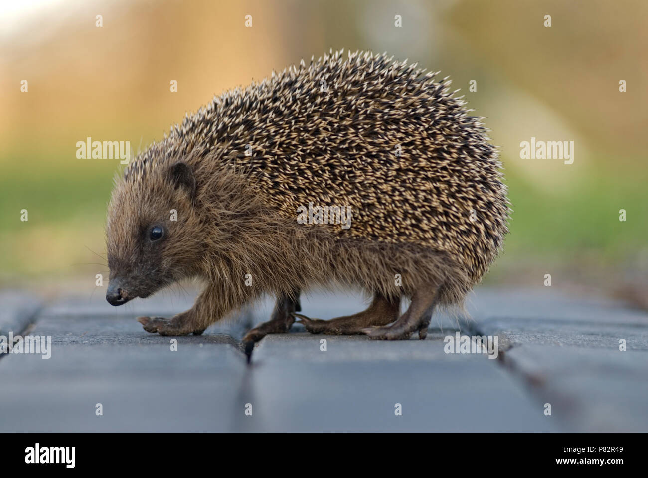Hedgehog crossing the road, Egel de weg overstekend Stock Photo Alamy