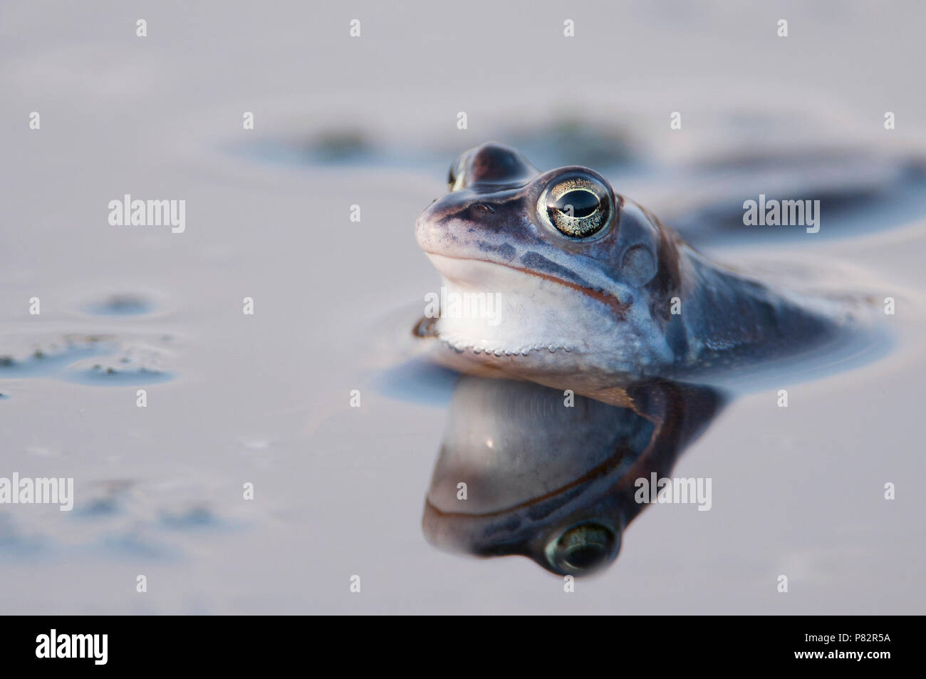 Heikikker; Moor frog Stock Photo