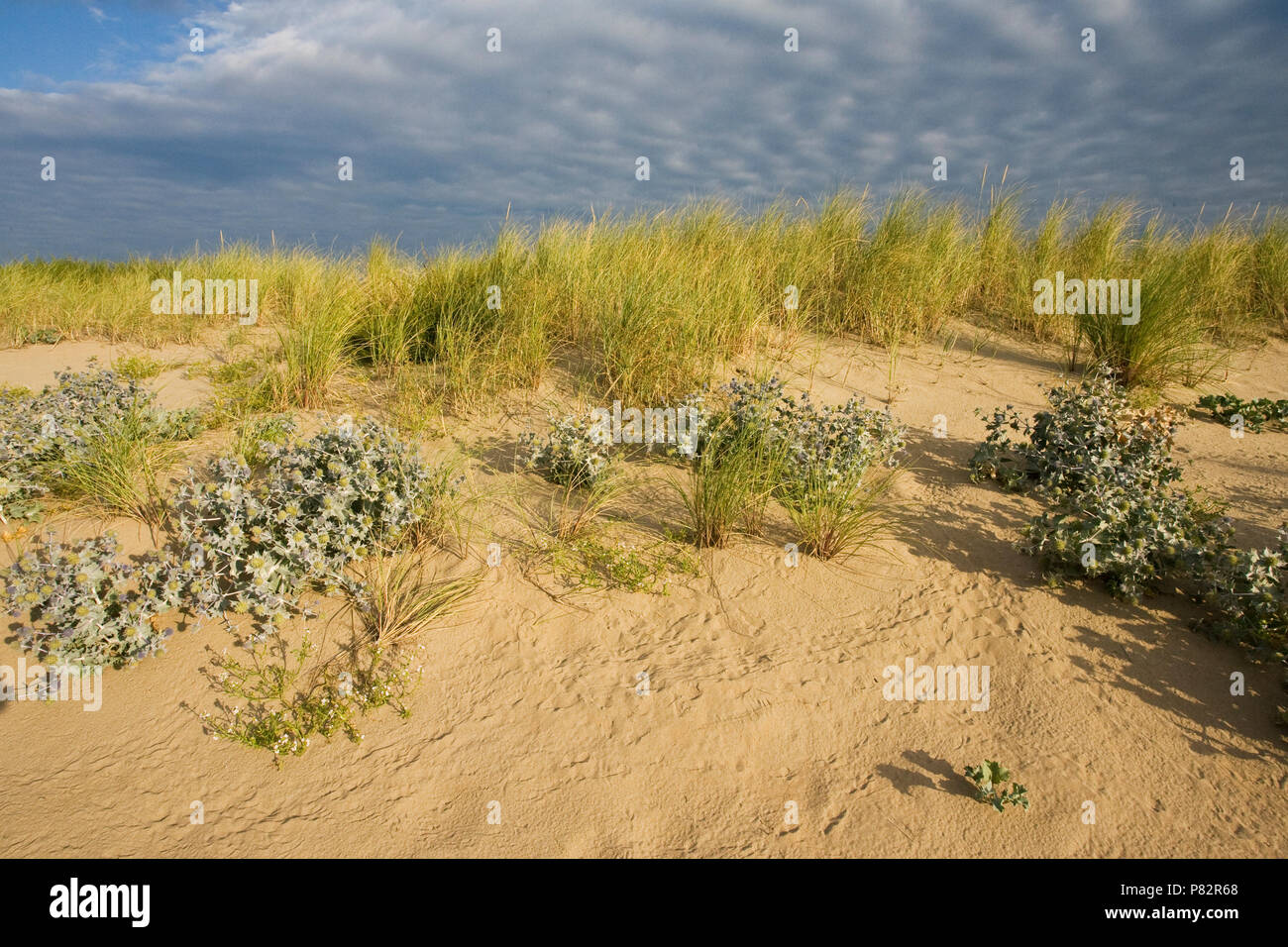 Blauwe Zeedistel in de zeereep; Sea Holly in coastal dunes Stock Photo