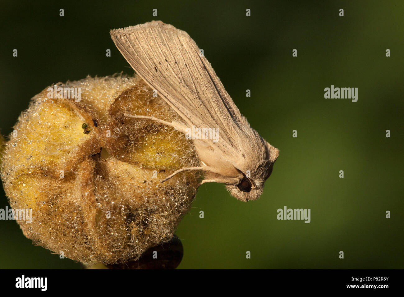 Herfst-rietboorder, Large Wainscot Stock Photo