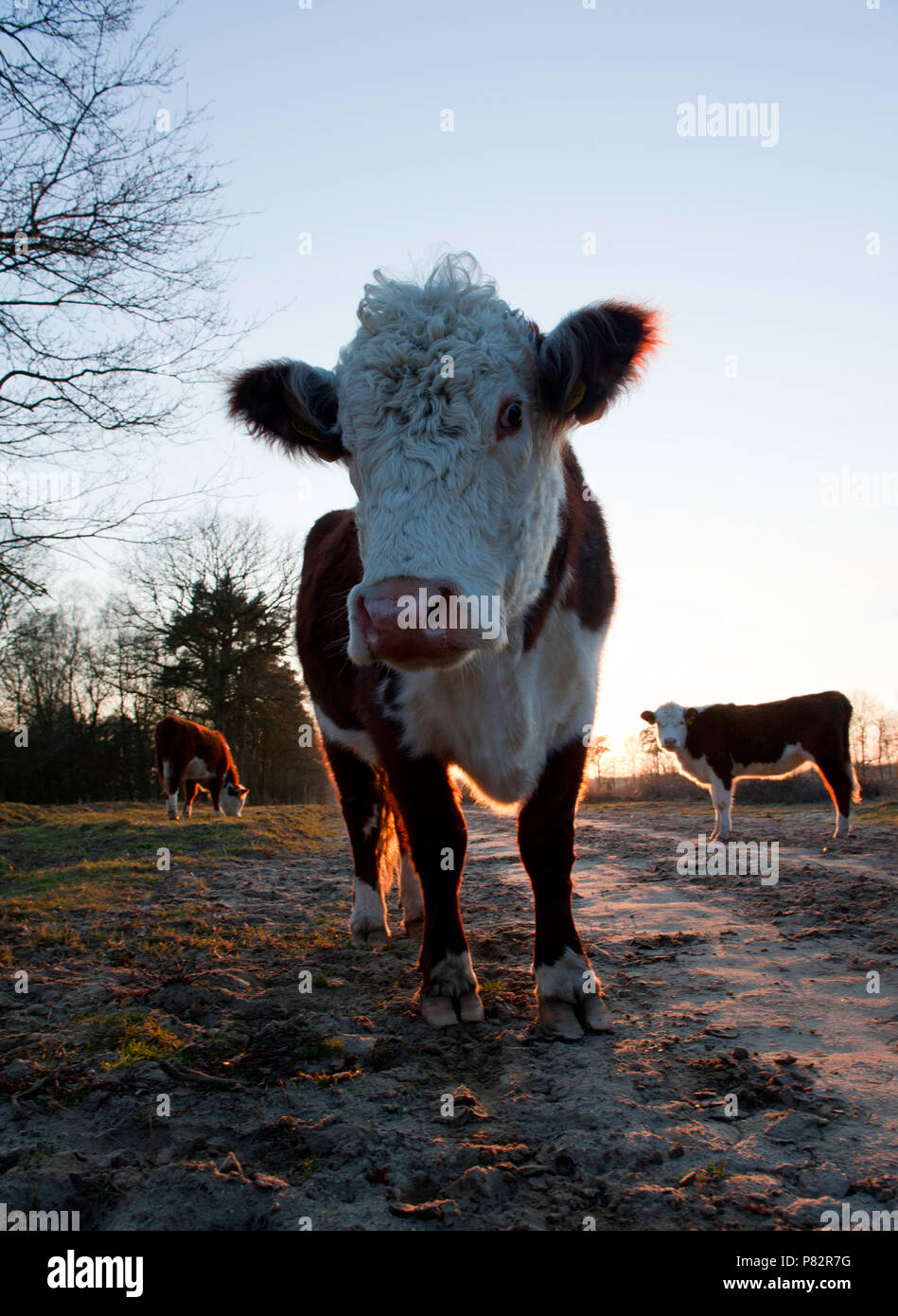 Herreforder rund; Herreford cow Stock Photo
