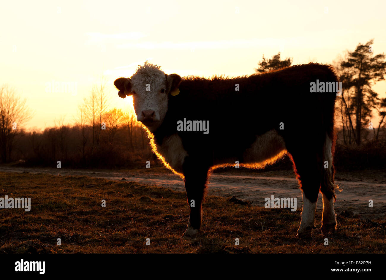 Herreforder rund; Herreford cow Stock Photo