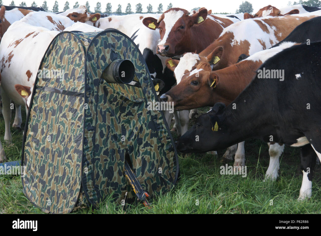 Koeien insepcteren schuilhut; Cows inspecting hide Stock Photo