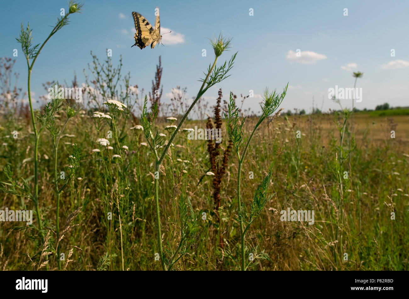 Koninginnepage vliegend boven bloemenveld, Swallowtail flying above field with flowers Stock Photo