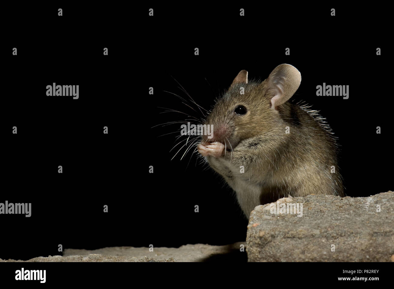 Huismuis in huis; House Mouse in house Stock Photo