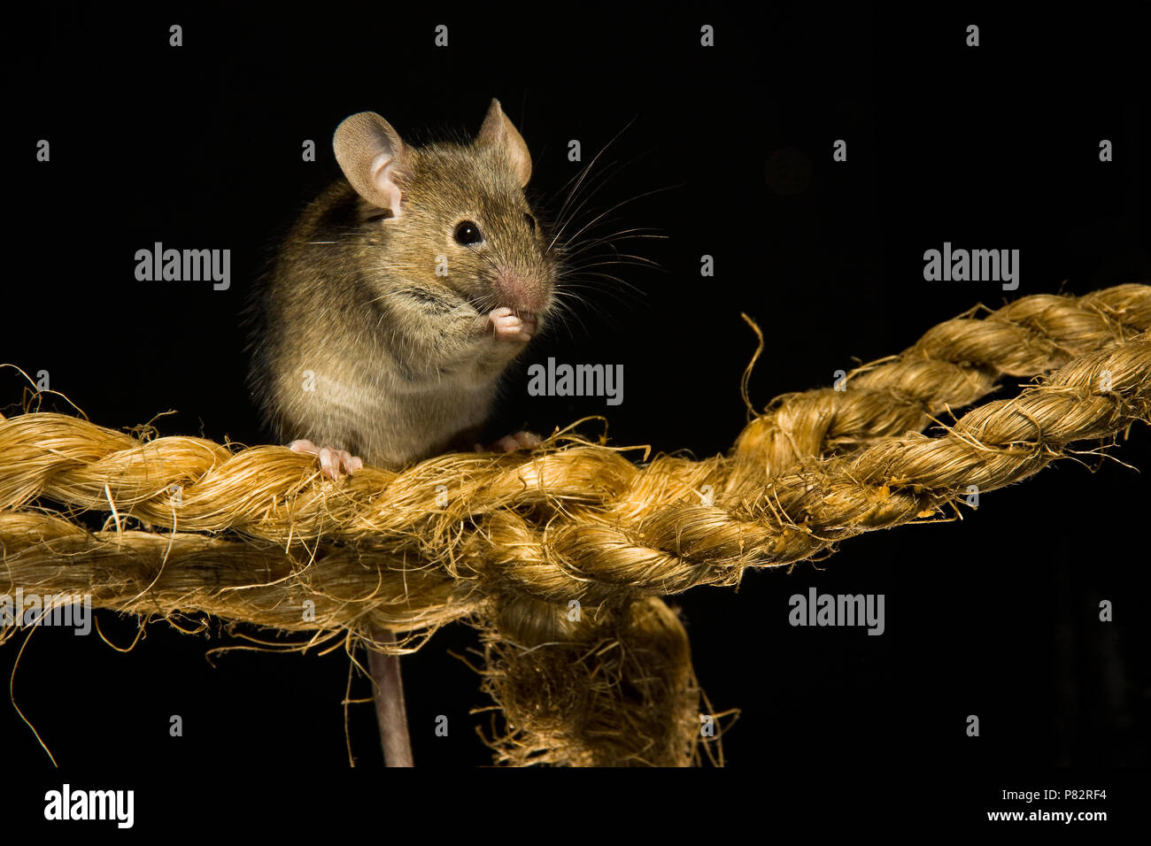 Huismuis op een touw; House Mouse on a rope Stock Photo