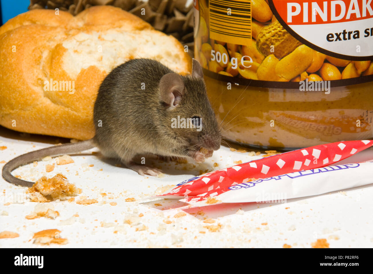 Huismuis in voorraadkast; House Mouse in provision Stock Photo