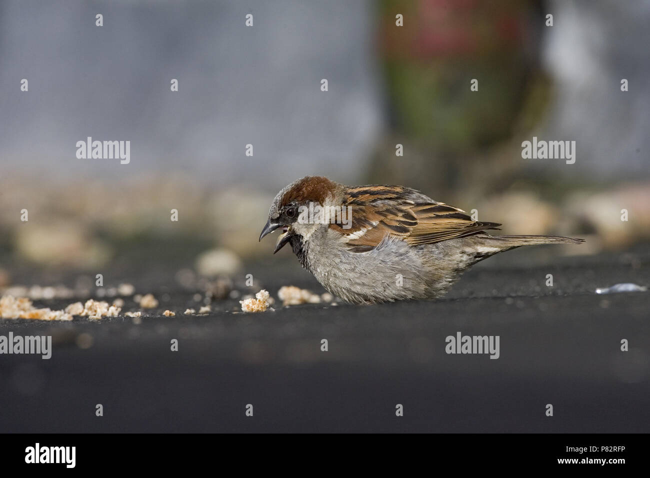 House Sparrow; Huismus Stock Photo