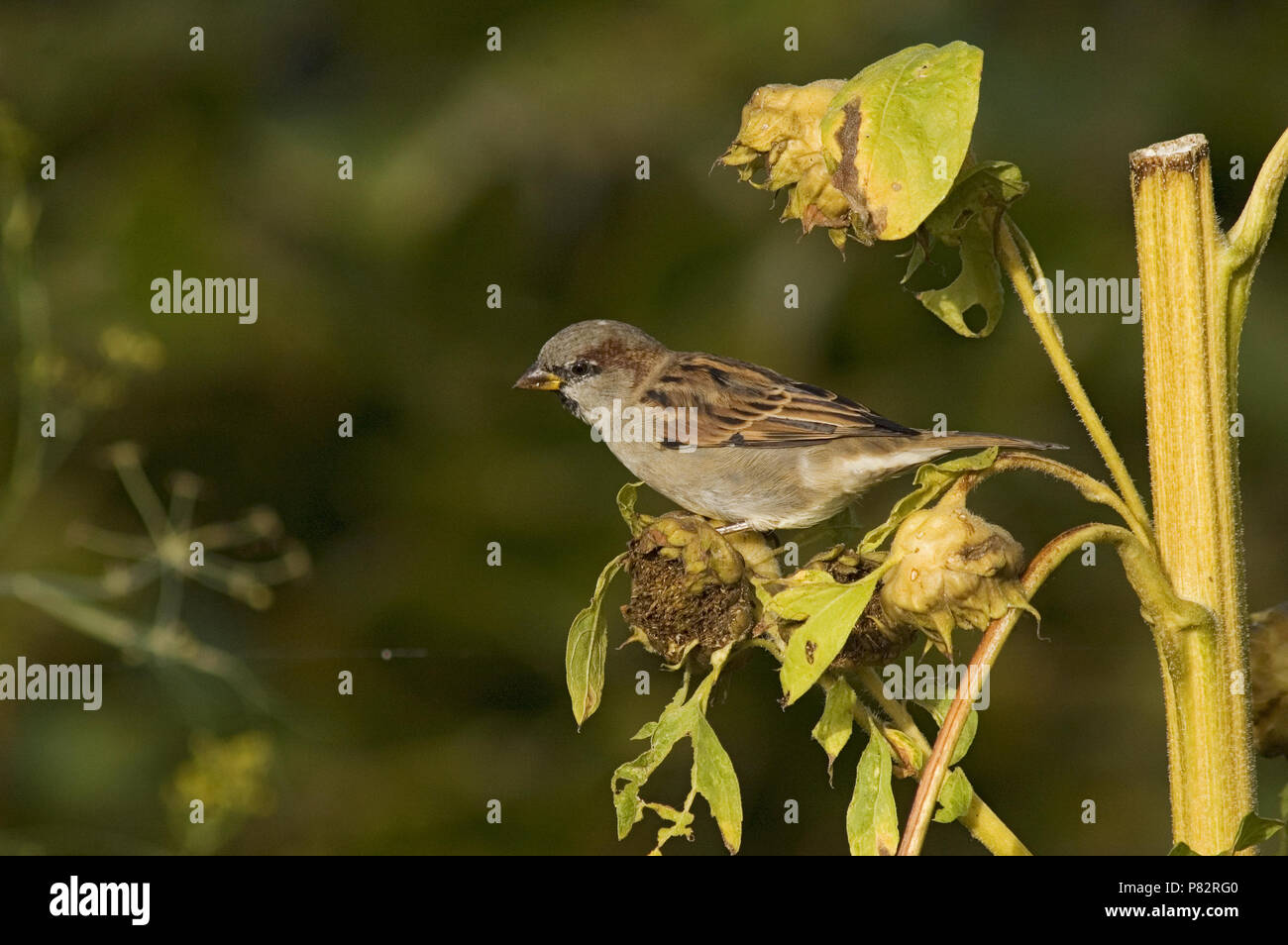 House Sparrow; Huismus Stock Photo