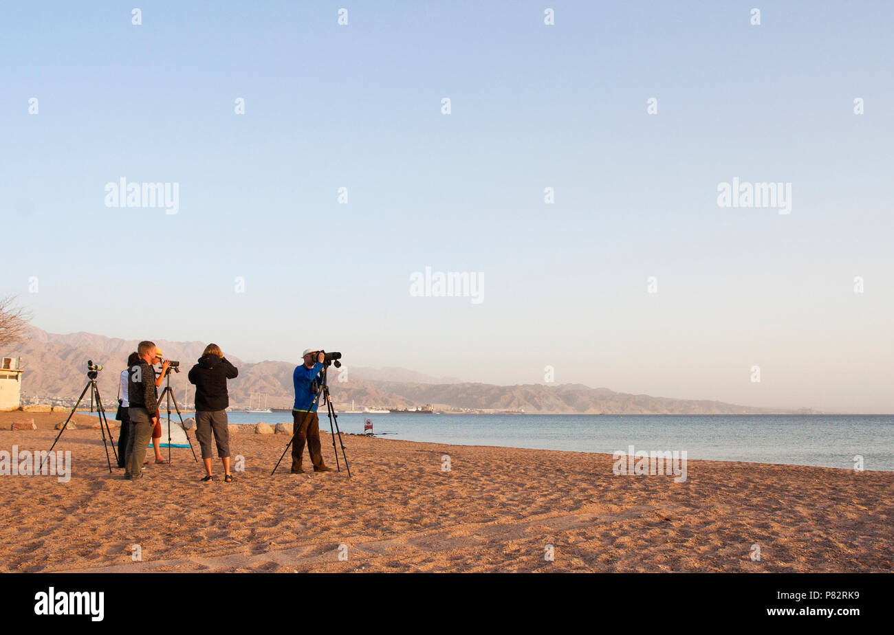Birdwatcher at North beach, Eilat, Israel Stock Photo