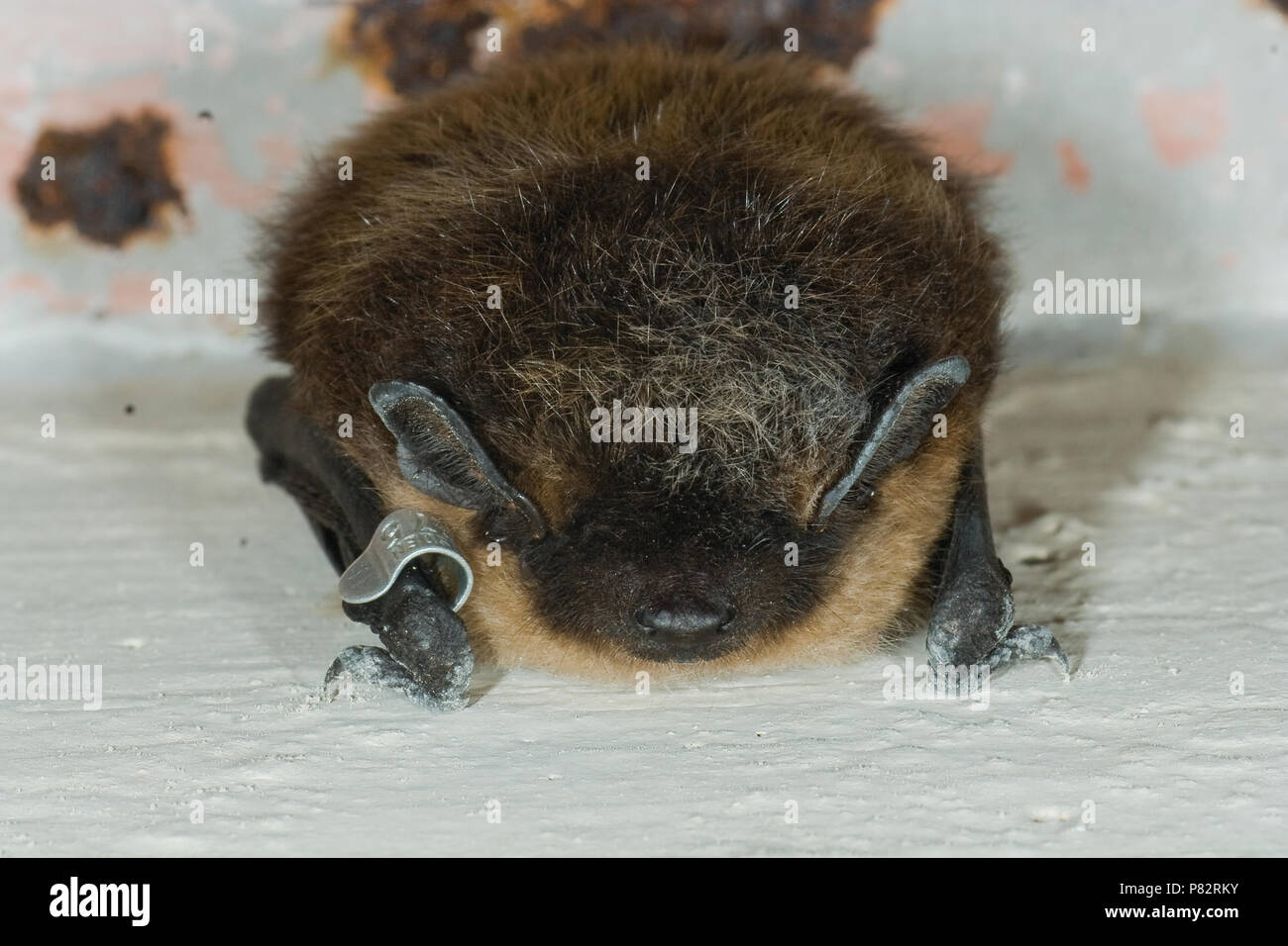 Noordse vleermuis; Northern bat Stock Photo