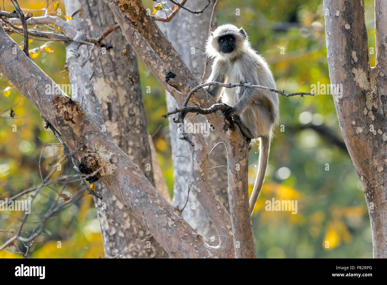 Adult Northern Plains Langur sitting on a tree in Bandavgarh NP, India. March 2017. Stock Photo