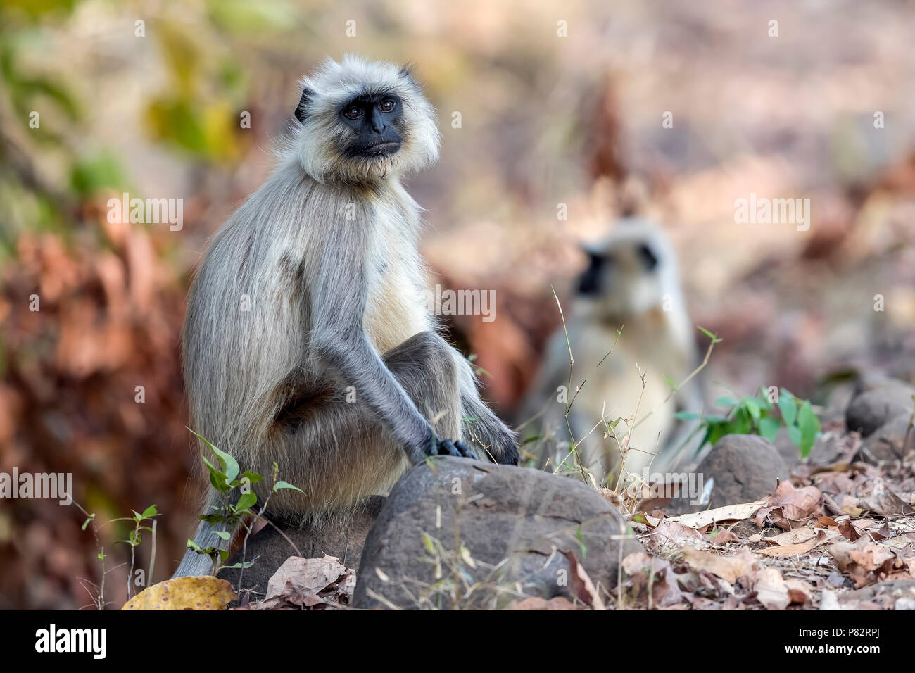 Adult Northern Plains Langur sitting on a track in Bandavgarh NP, India. March 2017. Stock Photo