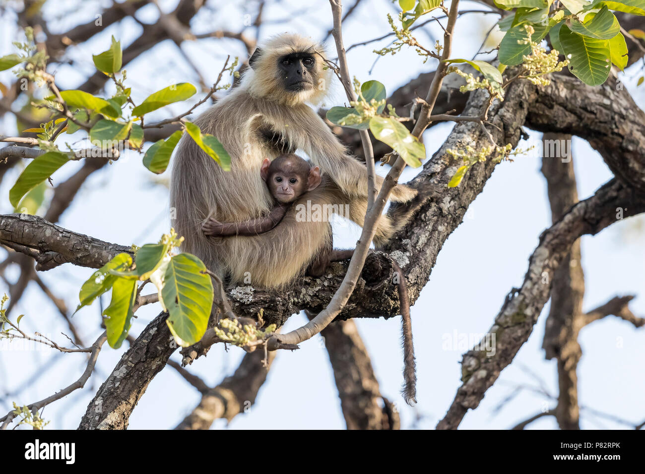Adult & cub Northern Plains Langur sitting on a tree in Bandavgarh NP, India. March 2017. Stock Photo