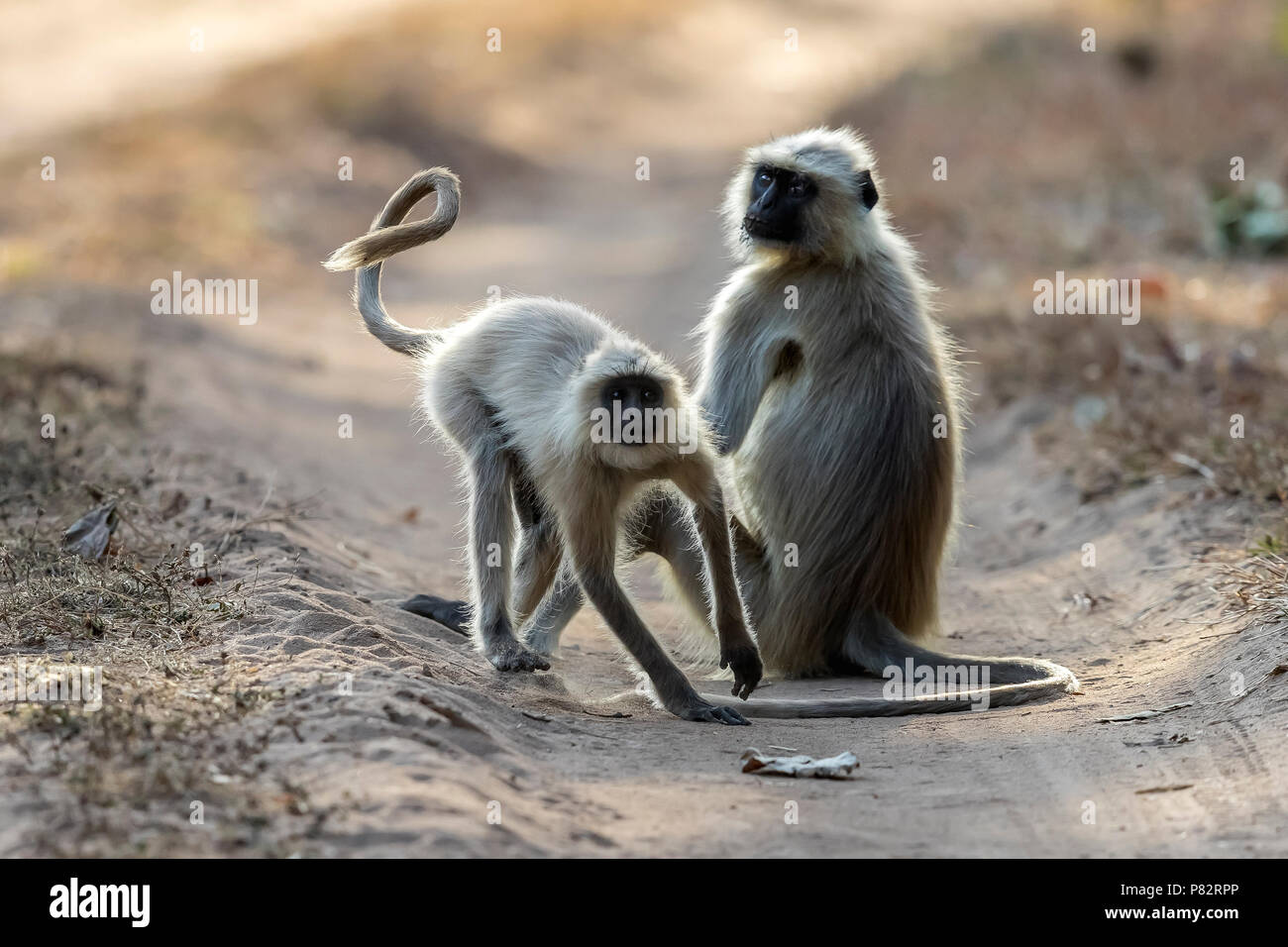 Adult & juvenile Northern Plains Langur running on a track in Bandavgarh NP, India. March 2017. Stock Photo
