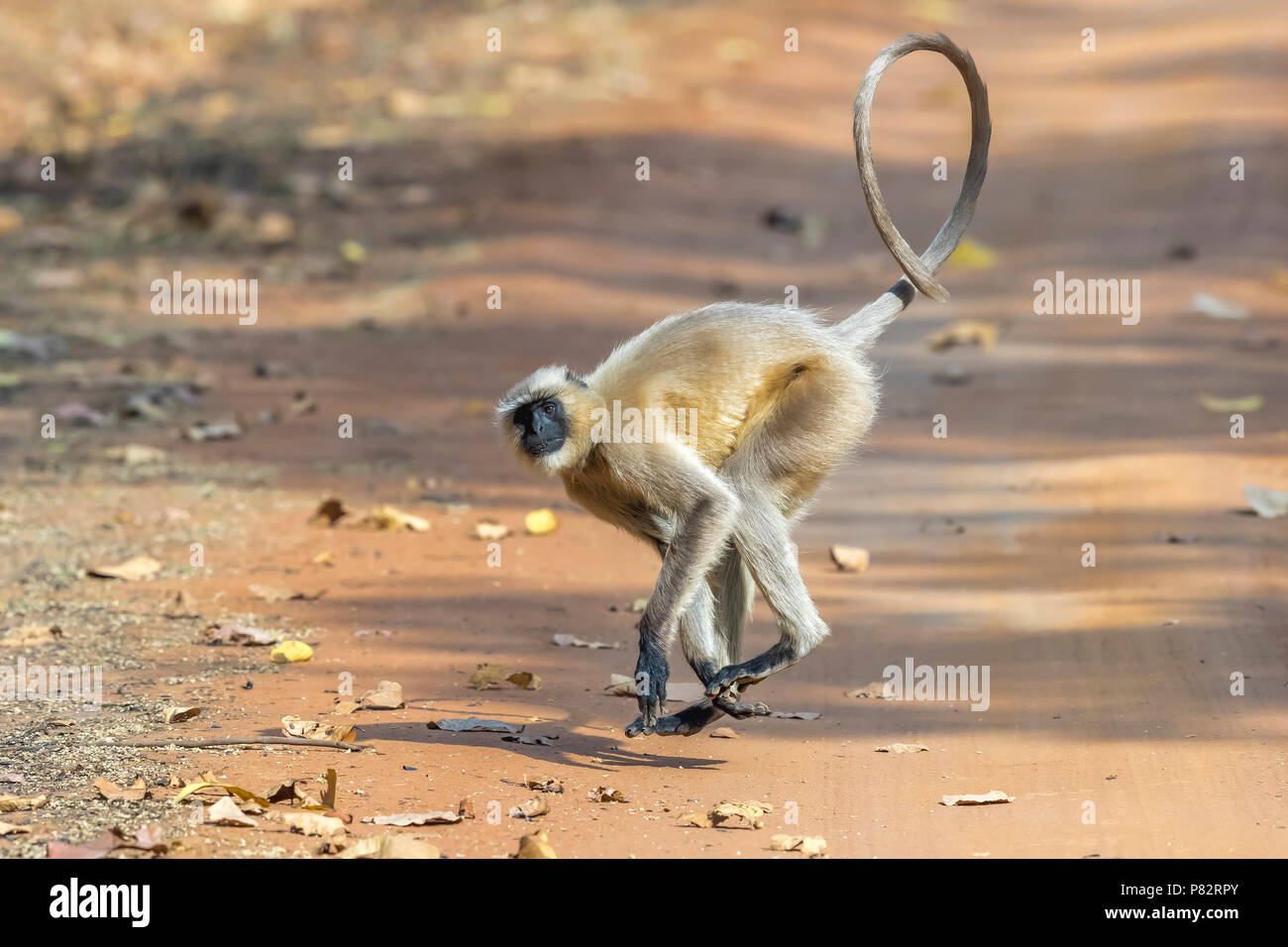 Adult Northern Plains Langur running on a track in Bandavgarh NP, India. March 2017. Stock Photo