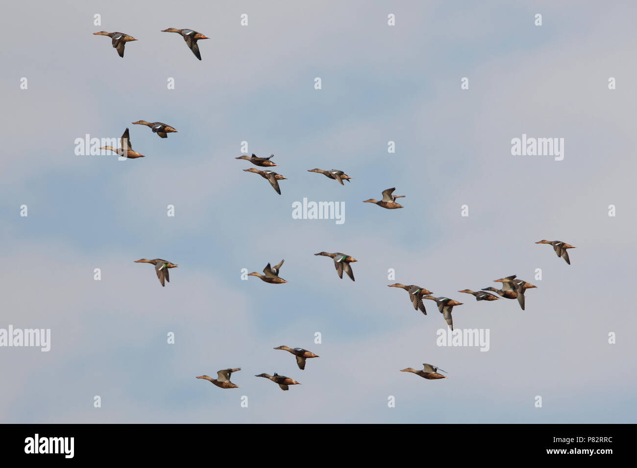 Slobeend groep vliegend; Northern Shoveler group flying Stock Photo