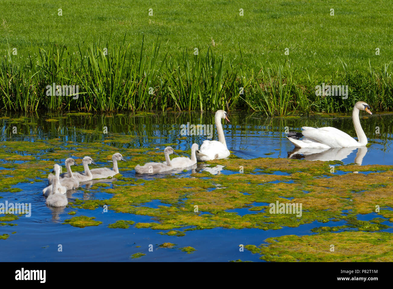 swan with youngsters, Holland Stock Photo