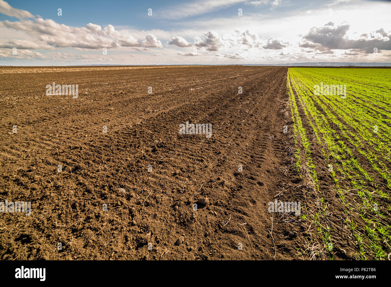 Green field of tillering wheat. Tillering usually starts when plant has