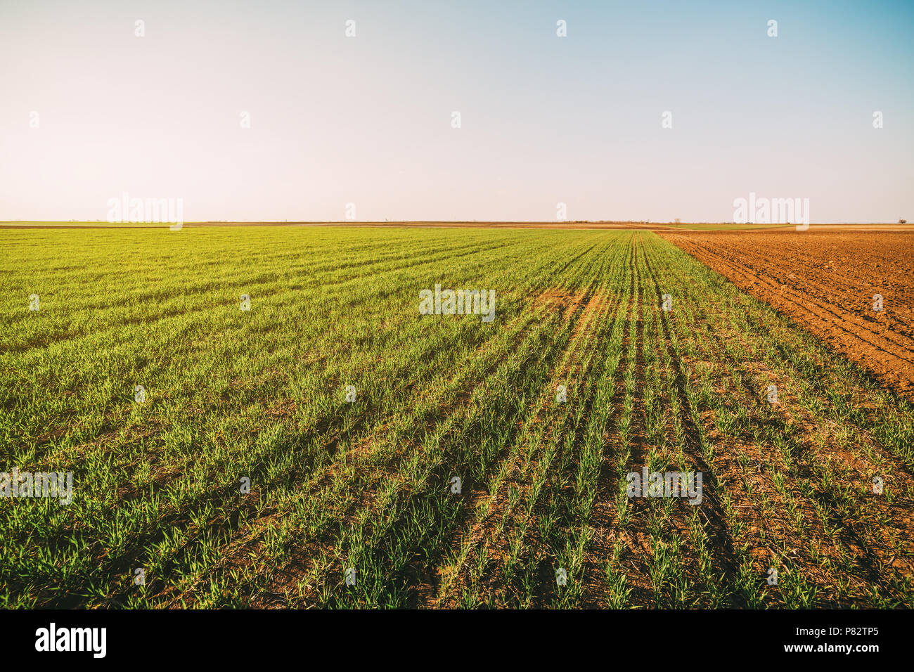 Green field of tillering wheat. Tillering usually starts when plant has