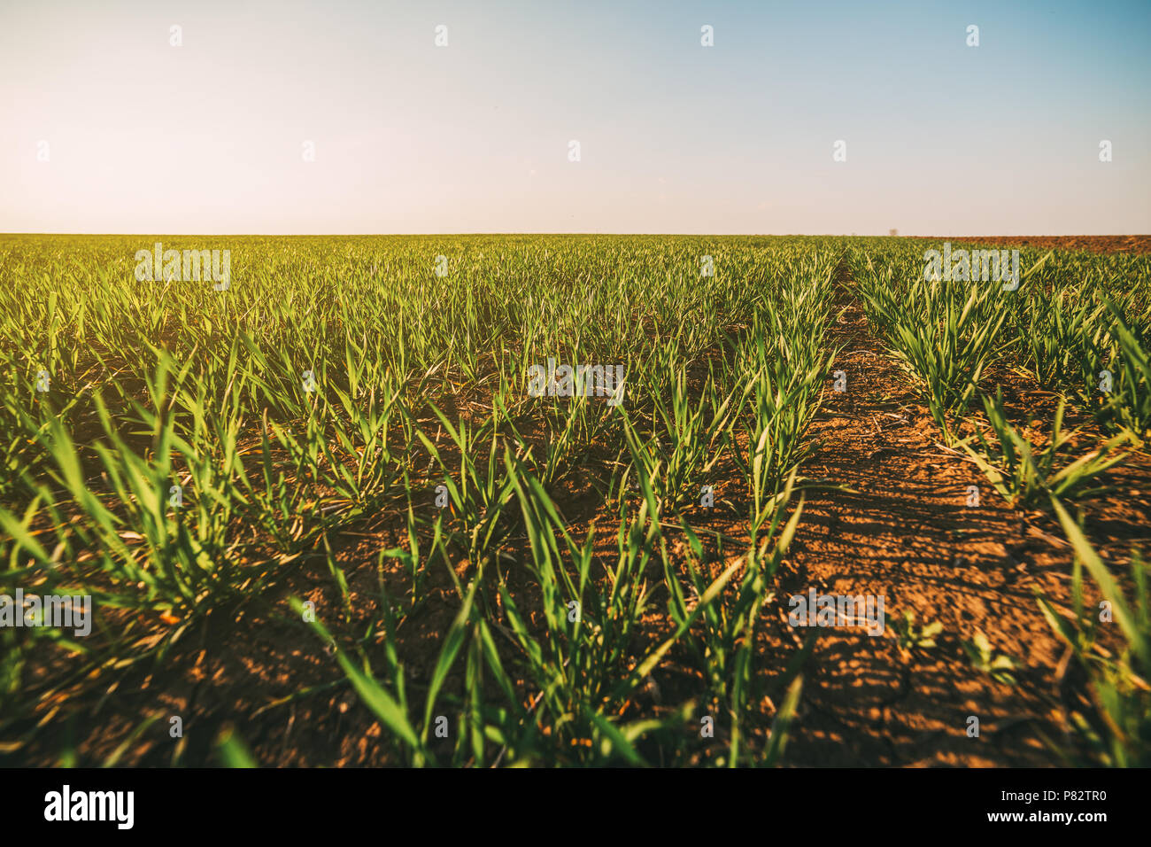 Tillering grass hires stock photography and images Alamy