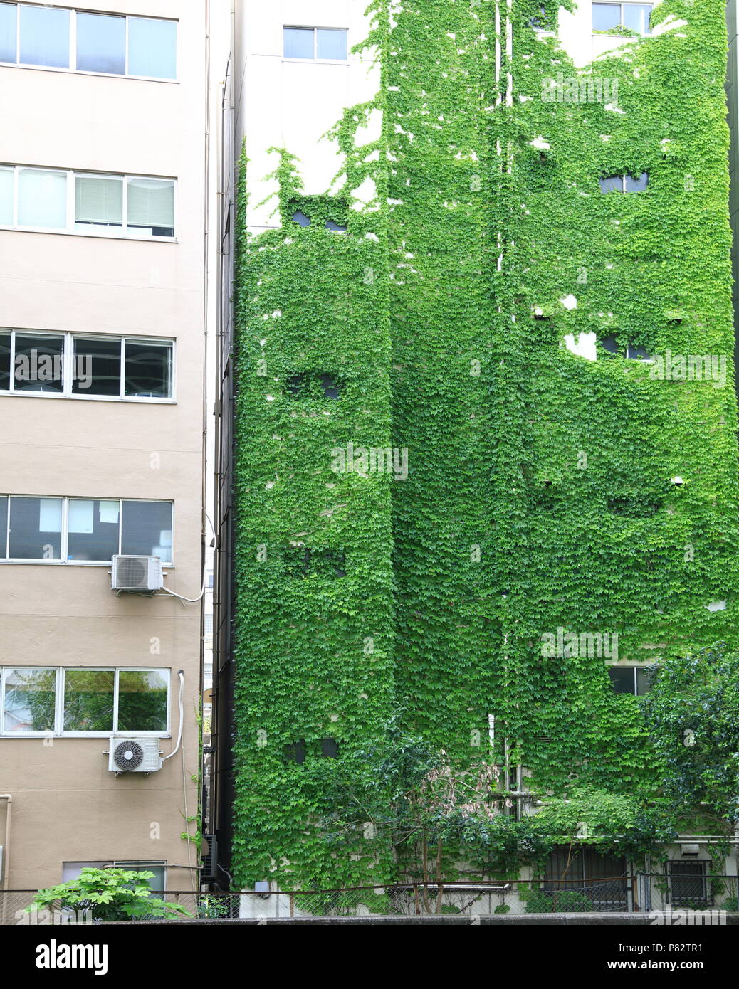 Modern green building with climbing plant or ivy, Eco friendly building, Vertical garden facade design. Stock Photo
