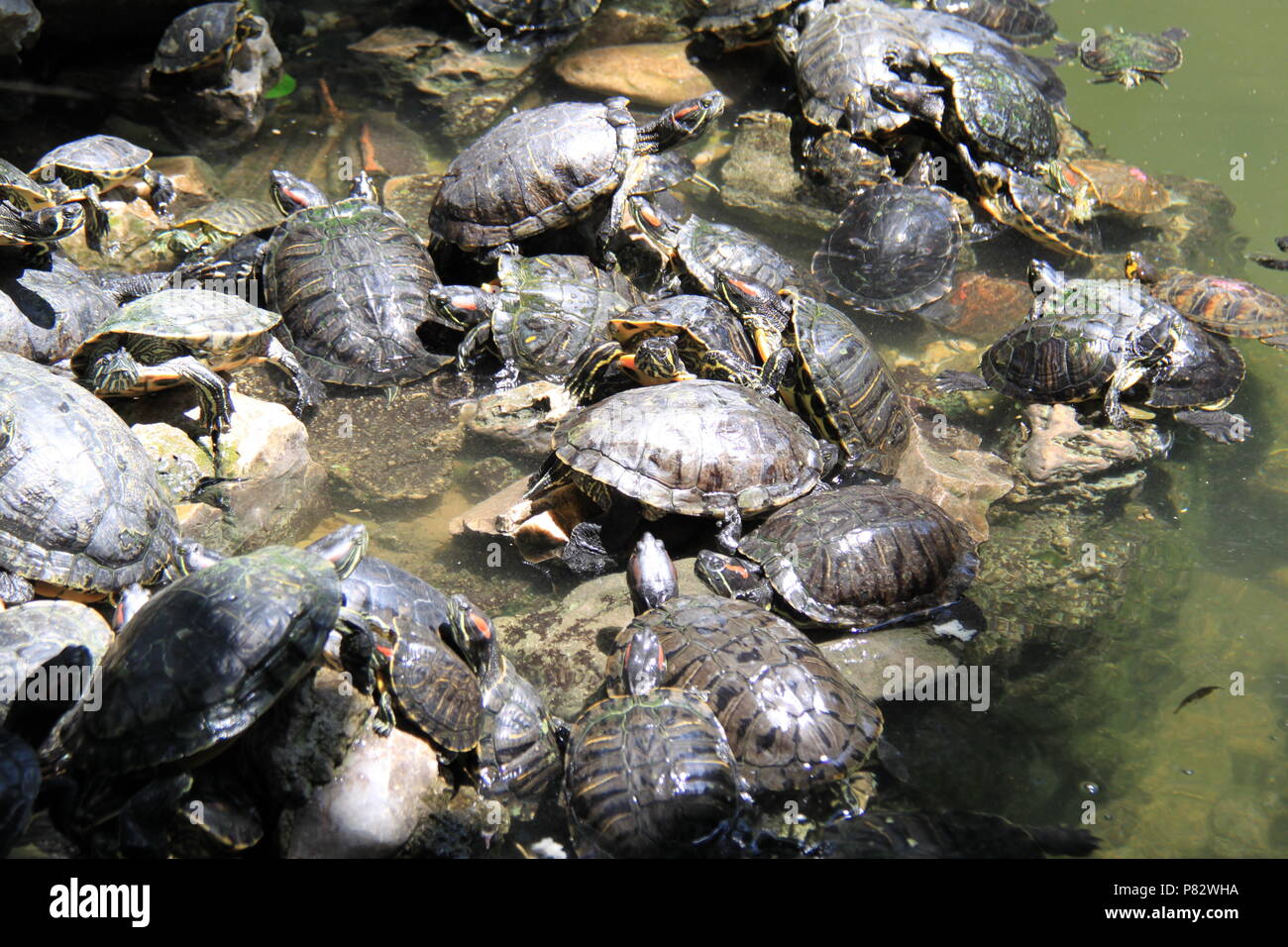 Turtles jockey for the best position in a crowded pond in the National Garden, Athens, GREECE, PETER GRANT Stock Photo