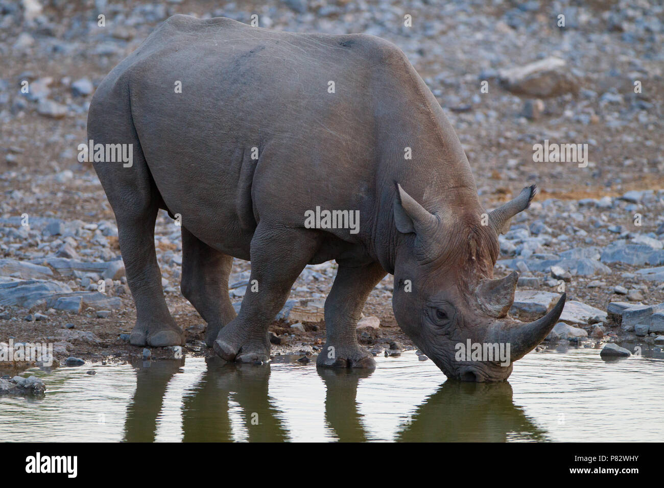 Endangered Black  Rhino drinking water from a pond in Etosha Stock Photo