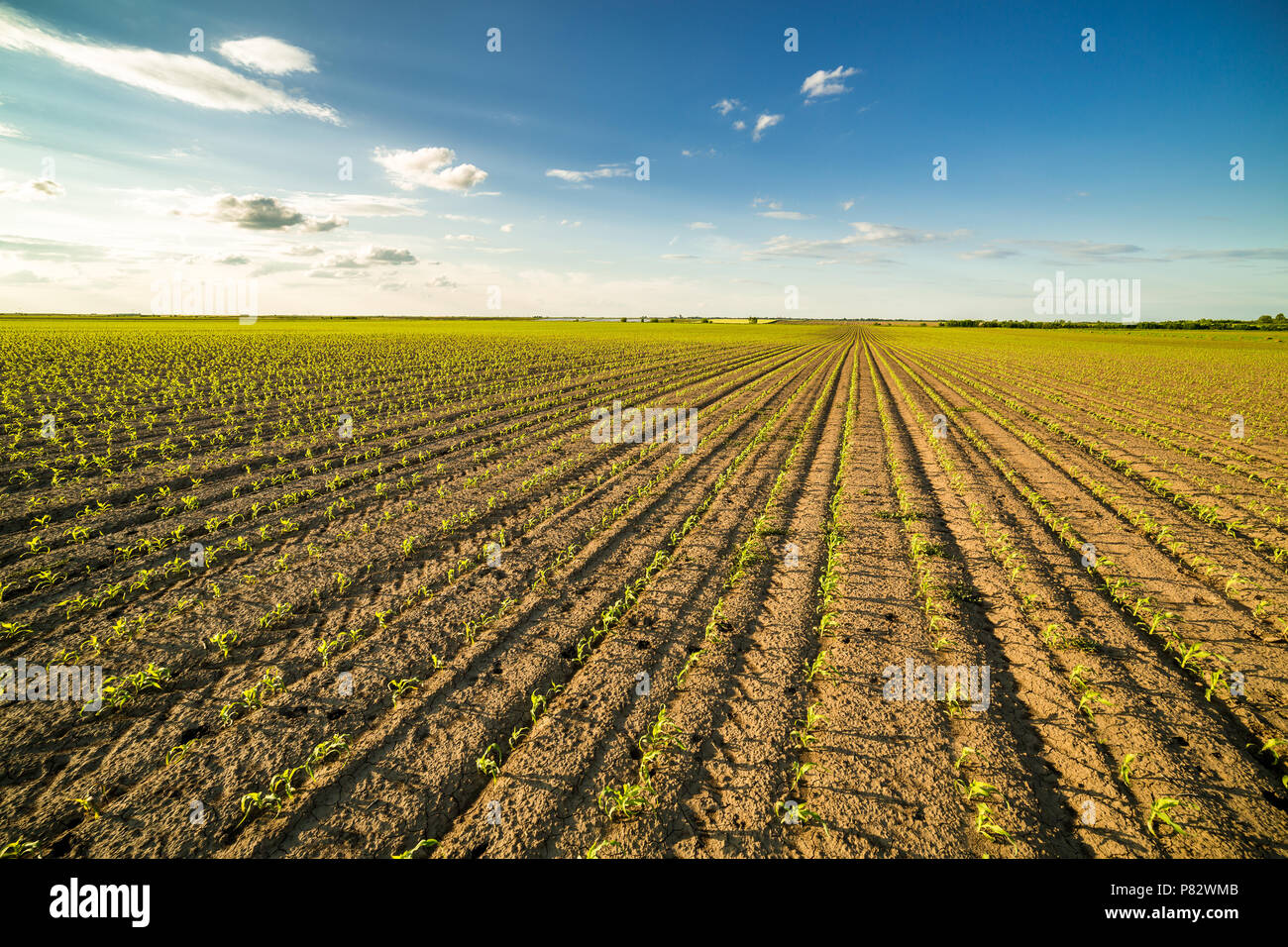 Green corn maize field in early stage Stock Photo - Alamy