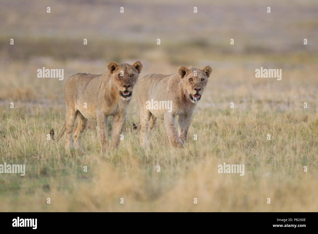 Two juvenile desert Kalahari lions patrolling the area Stock Photo