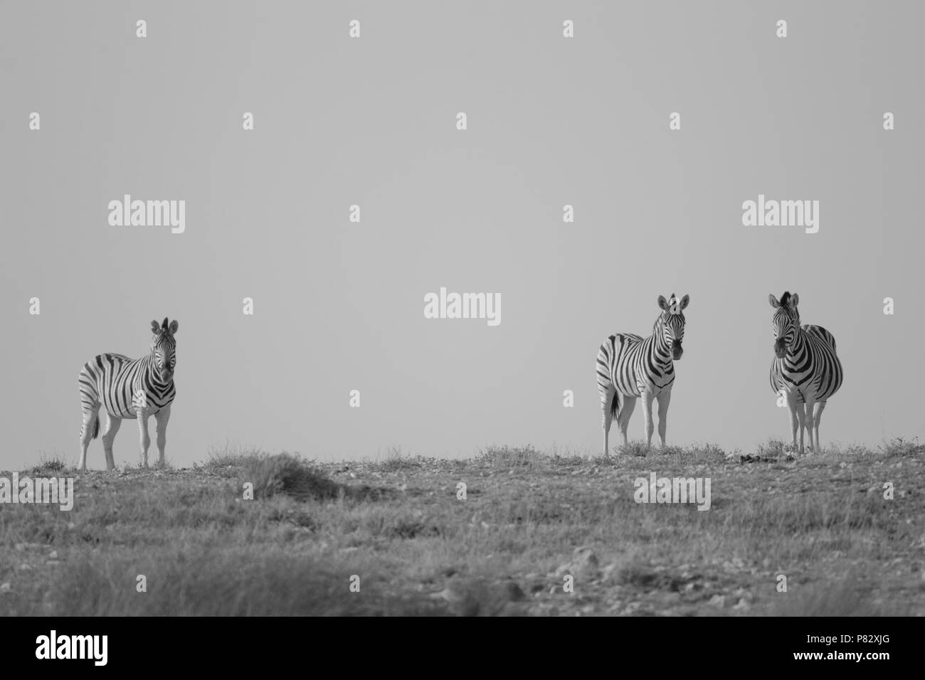Three zebras in open plains of Etosha Stock Photo