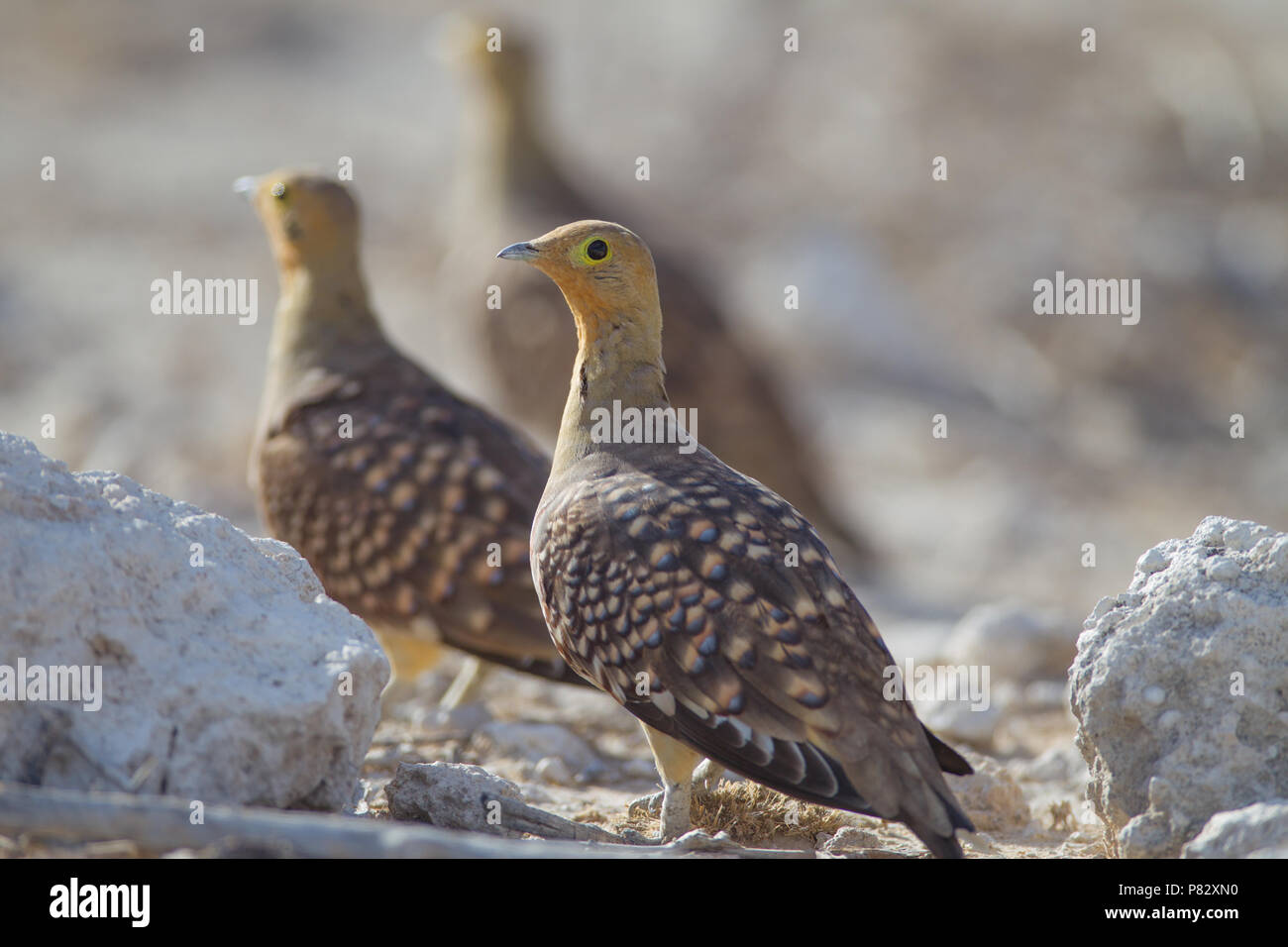 Sand grouse on the ground in Kgalagadi  Plain Stock Photo