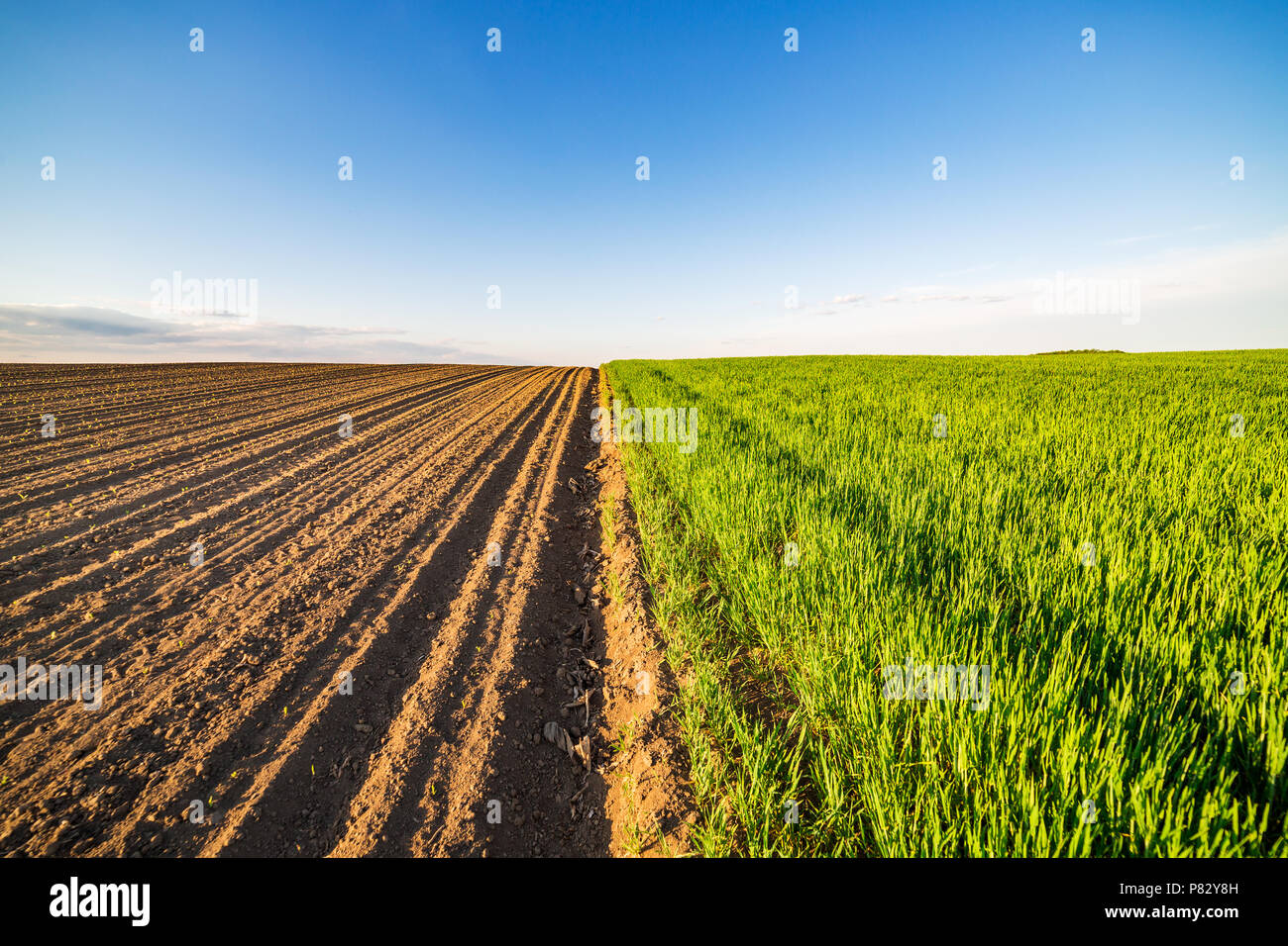 Green field of tillering wheat. Tillering usually starts when plant has