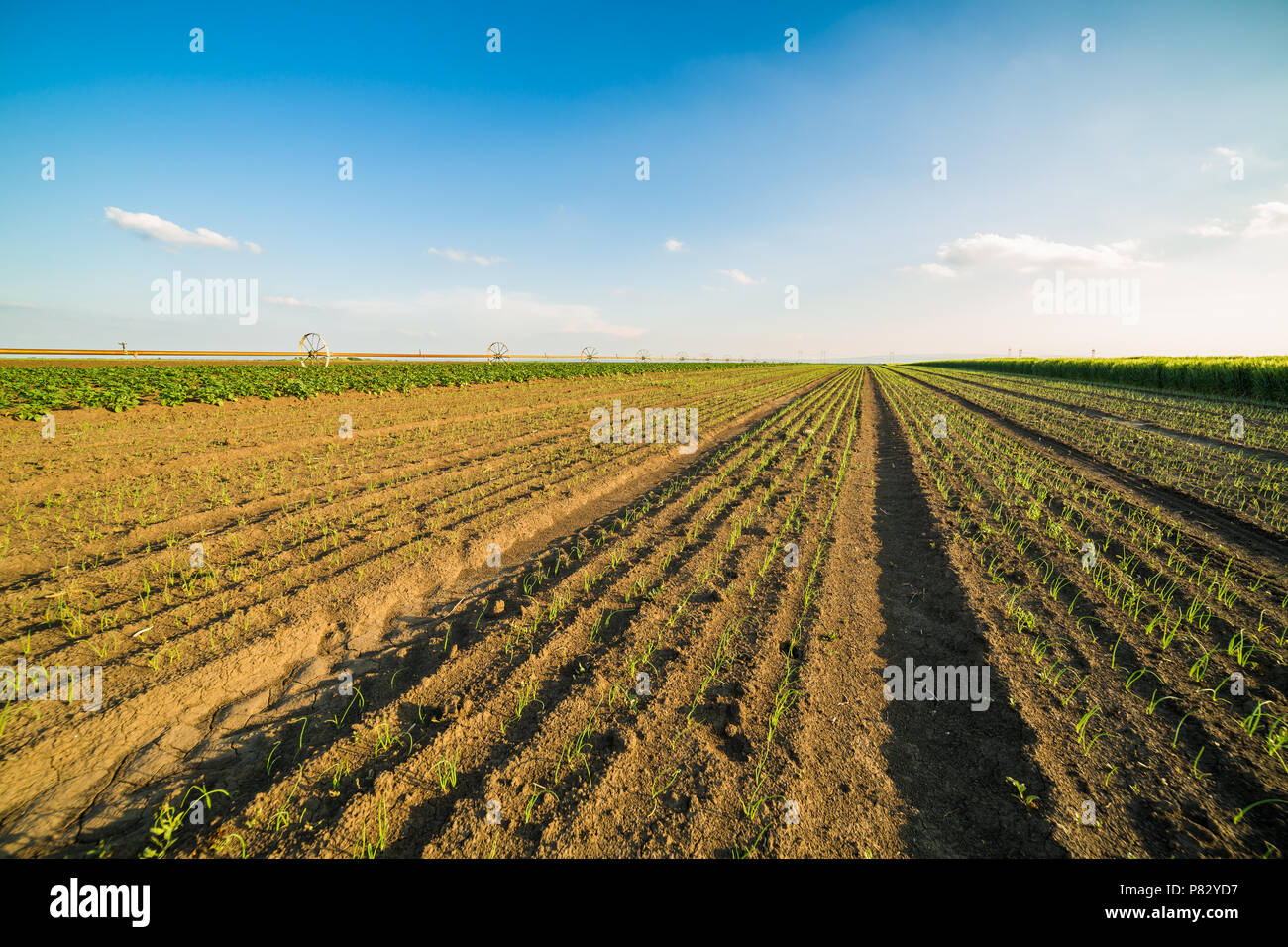 Onion field, maturing at spring. Agricultural landscape Stock Photo - Alamy